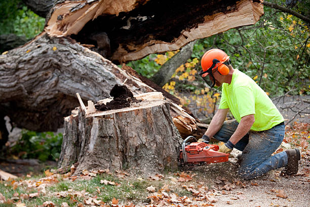 Why Choose Our Tree Removal Services in Middletown, NY?